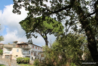Pino parco Zafferana